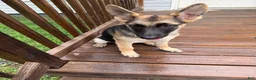 German Shepherd dogs for sale: Nyx - Ad 2