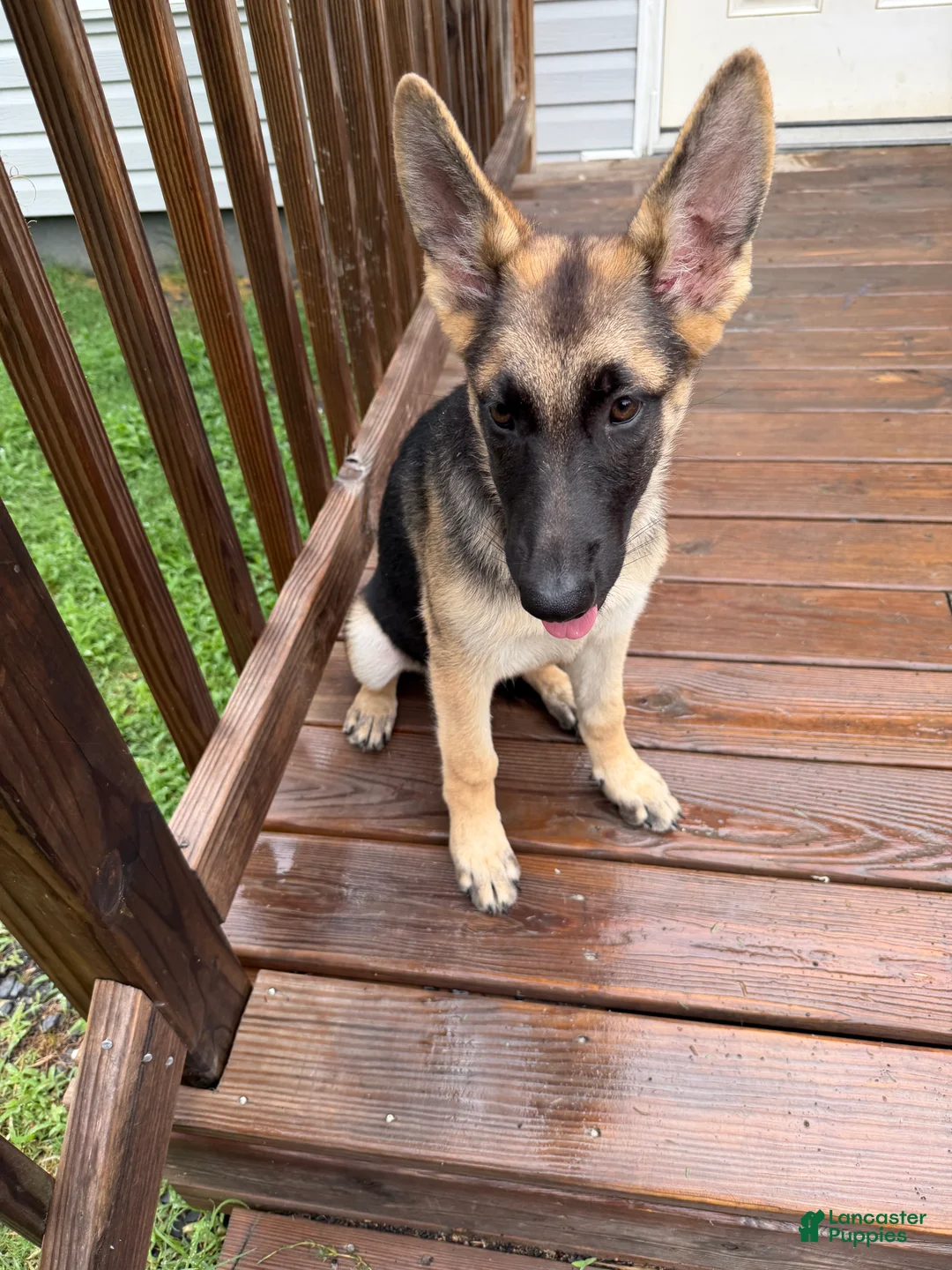 German Shepherd dogs for sale: Nyx - Ad 2