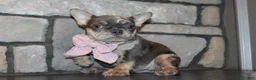 French Bulldog dogs for sale: AKC Bella - Ad 8