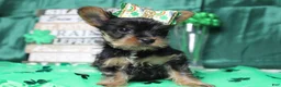 Yorkshire Terrier dogs for sale: Juliana - Ad 10