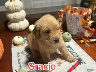 Golden Retriever dogs - Ad 39