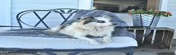 Miniature Australian Shepherd dogs for sale: Bonnie - Ad 4