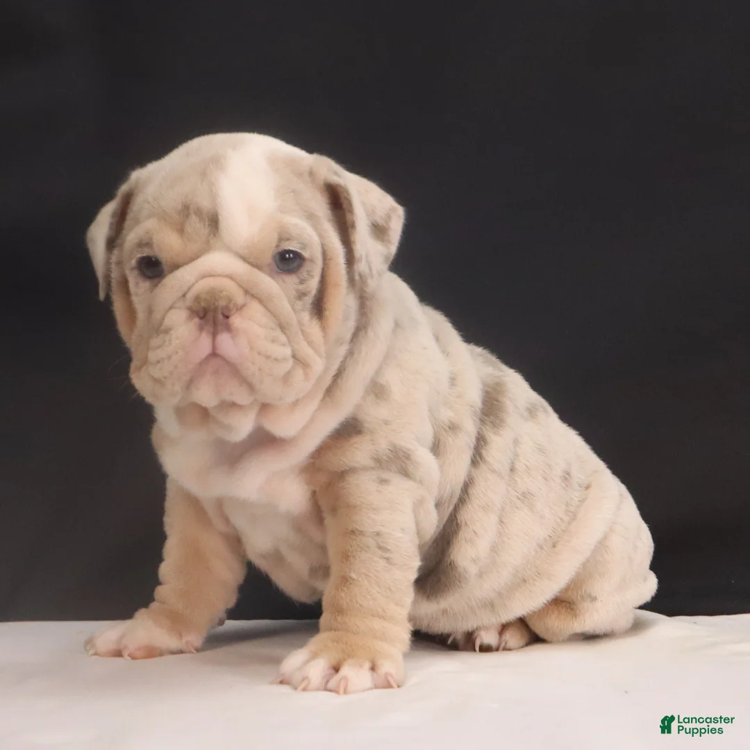 English Bulldog dogs for sale: Tanya - Ad 1