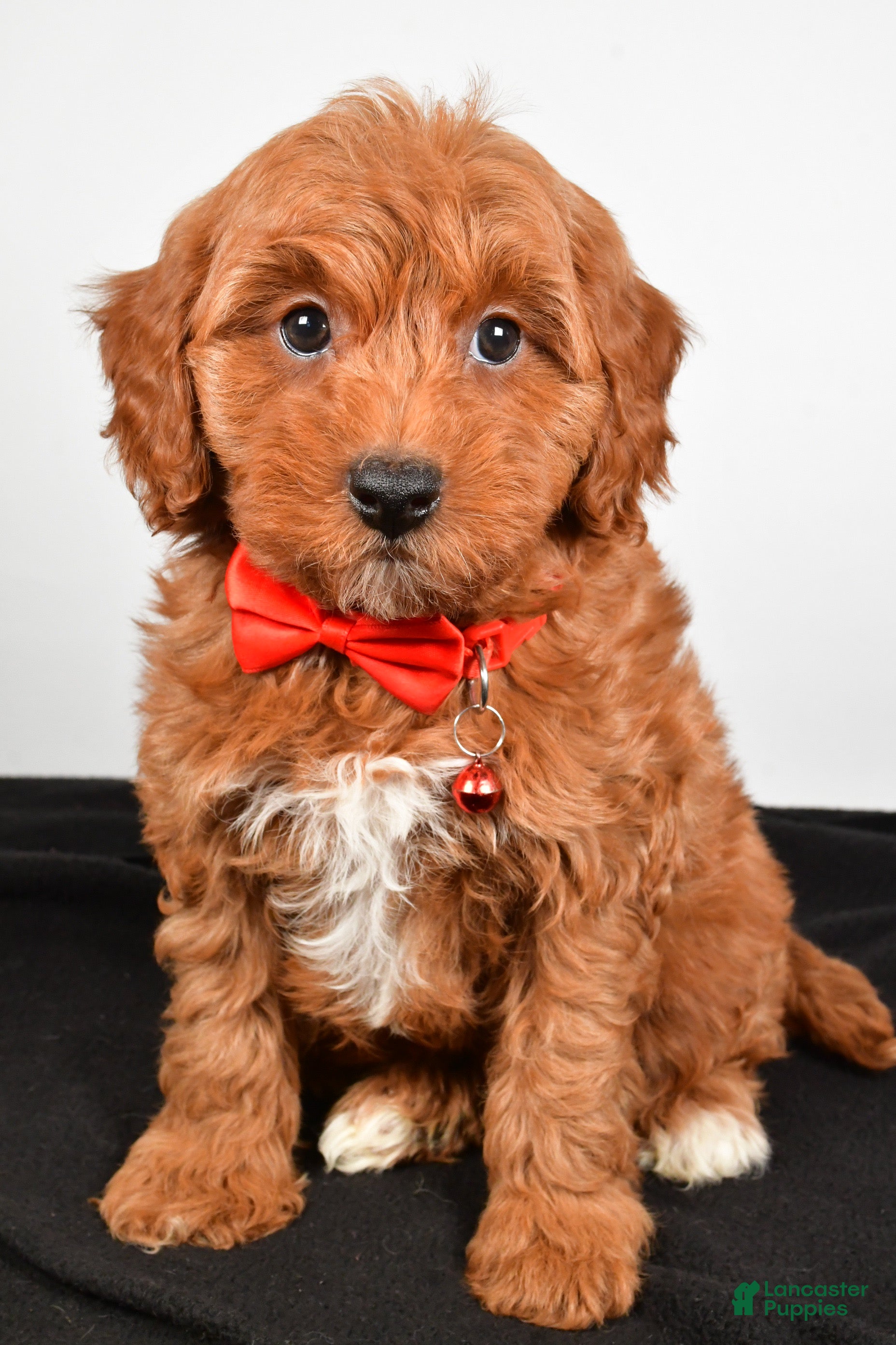 Cavapoo dogs Sparky - Ad 38