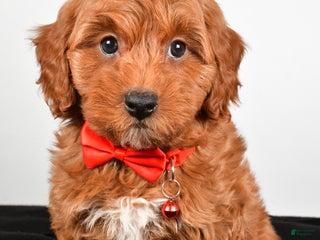Cavapoo dogs Sparky - Ad 18