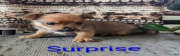 Yorkshire Terrier dogs for sale: Surprise - Ad 6