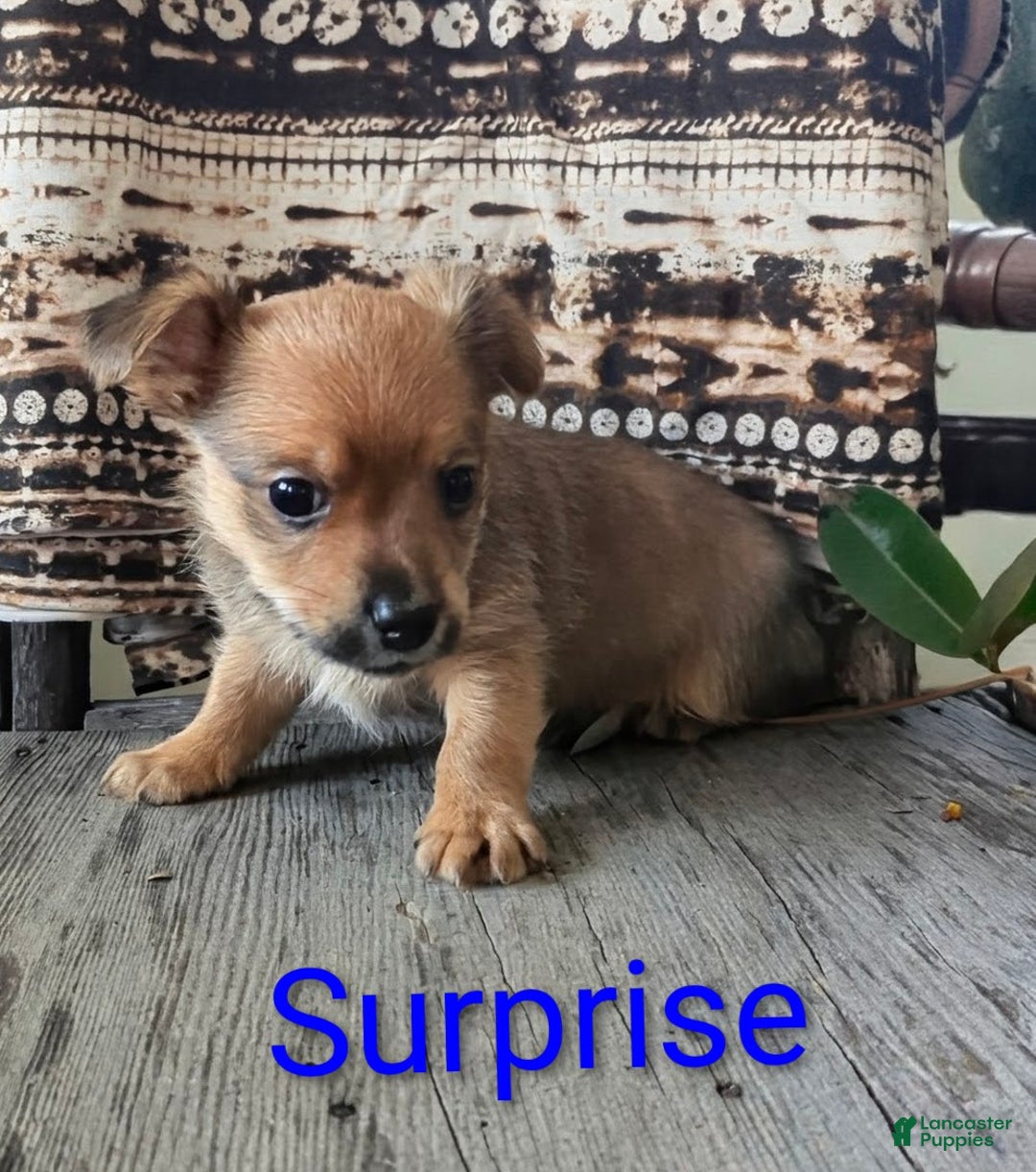 Yorkshire Terrier dogs for sale: Surprise - Ad 6