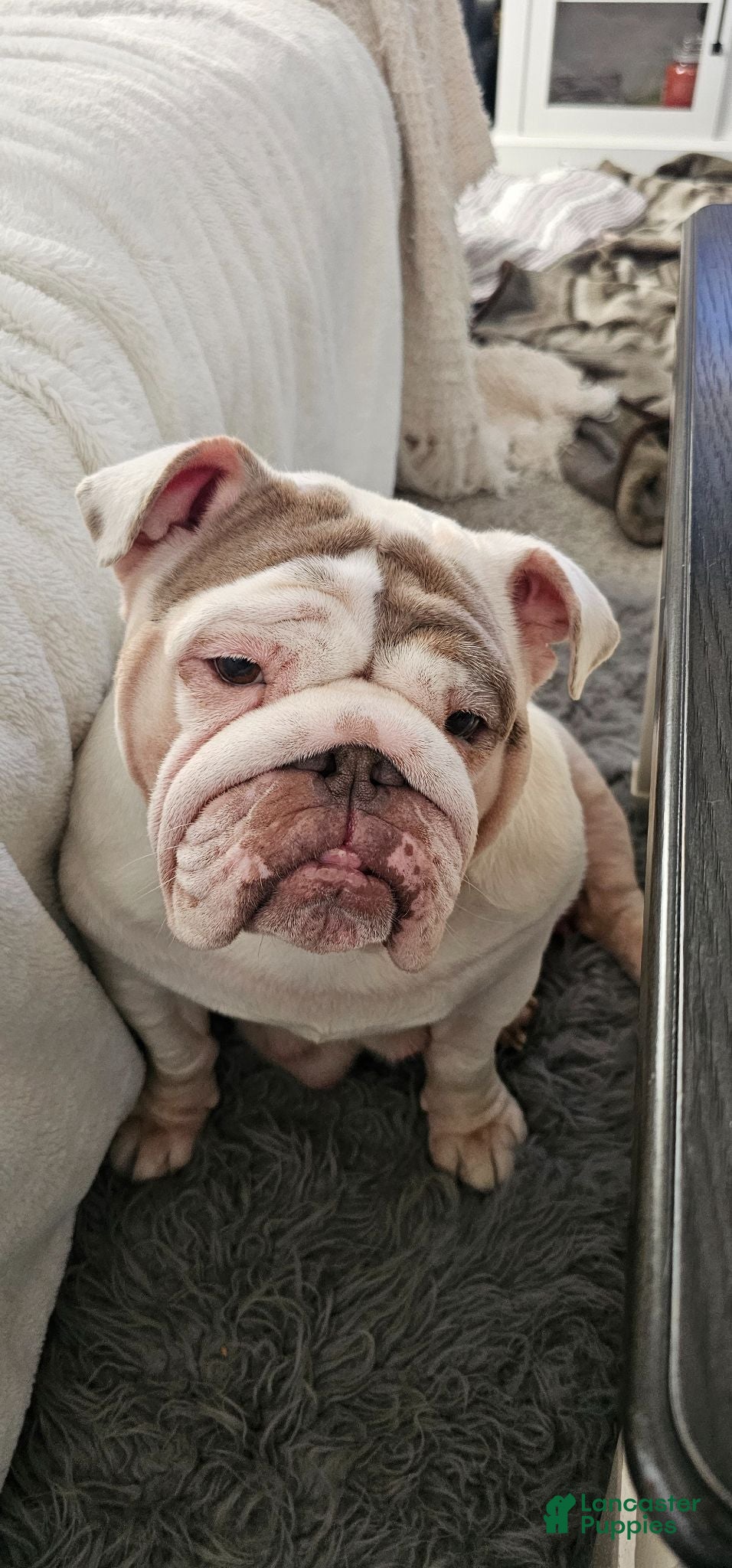 English Bulldog dogs English Bulldog 3 - Ad 2