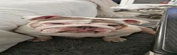 English Bulldog dogs for sale: English Bulldog 4 - Ad 3