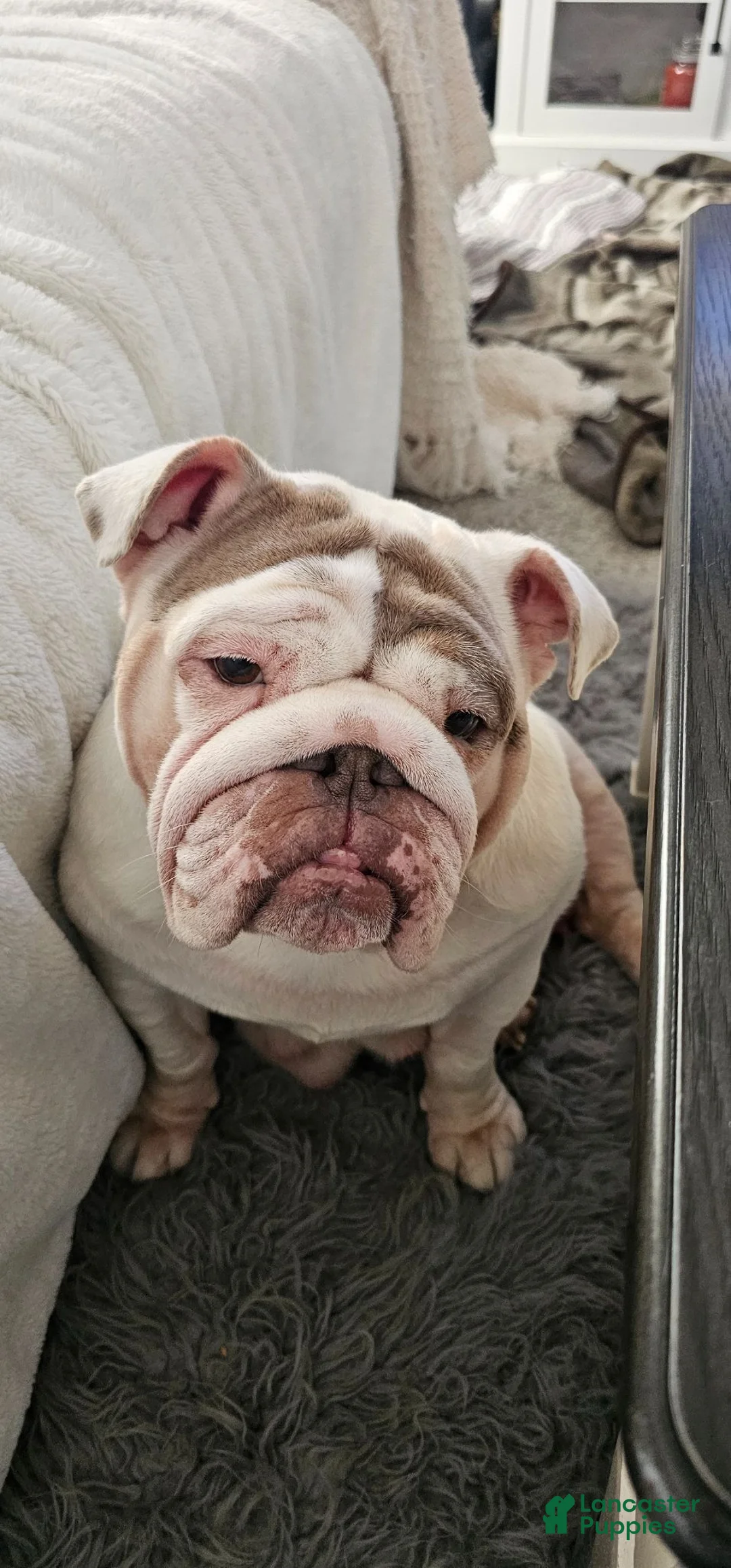 English Bulldog dogs for sale: English Bulldog 3 - Ad 2