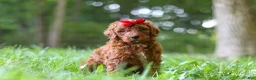 Standard Poodle dogs for sale: Bailey - Ad 1