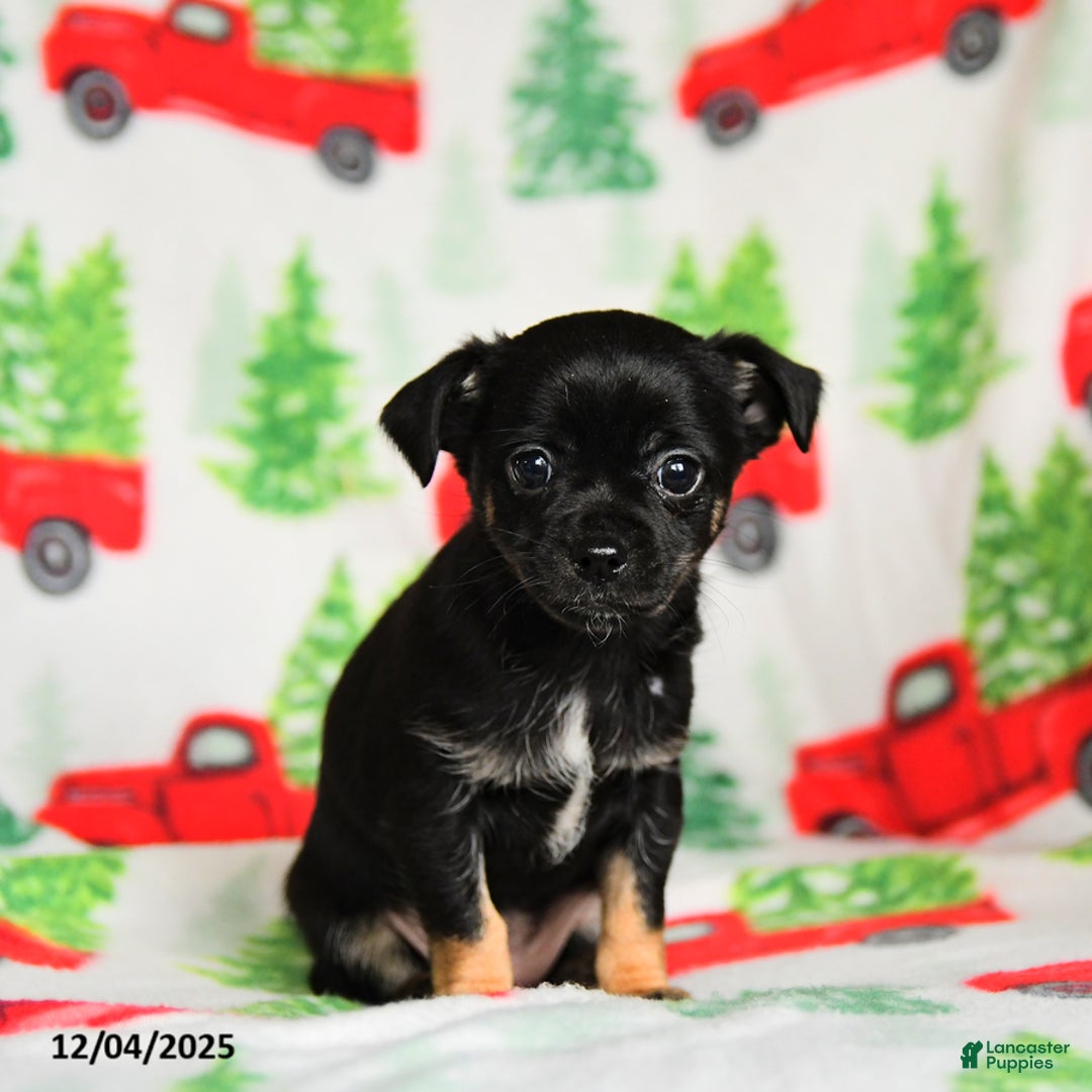 Chihuahua dogs for sale: Carol  - Ad 1