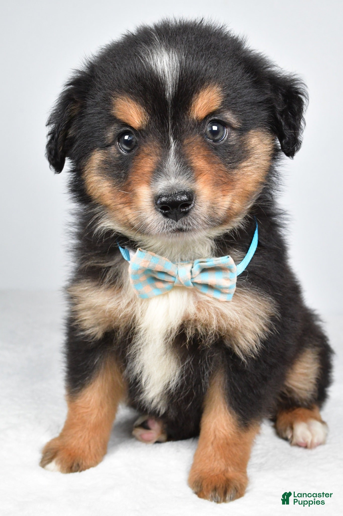 Miniature Australian Shepherd dogs Caesar  - Ad 1