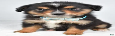 Caesar 