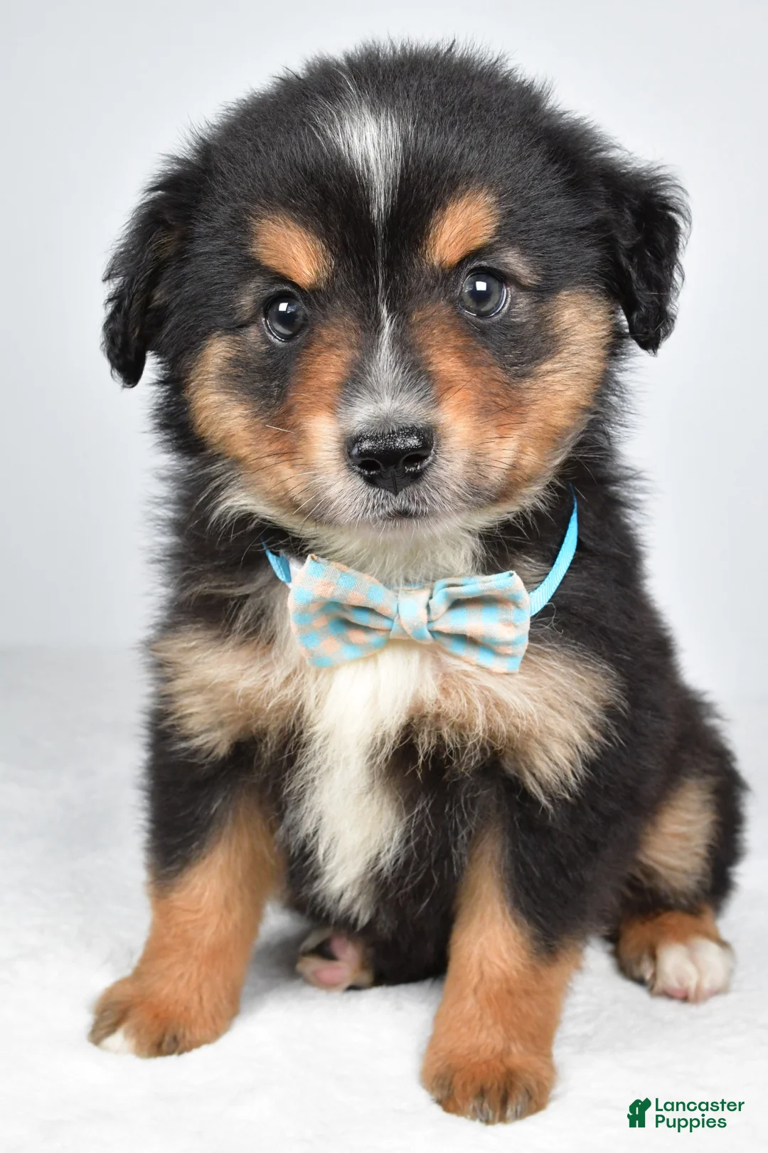 Miniature Australian Shepherd dogs for sale: Caesar  - Ad 1