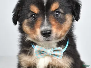 Miniature Australian Shepherd dogs Caesar - Ad 1