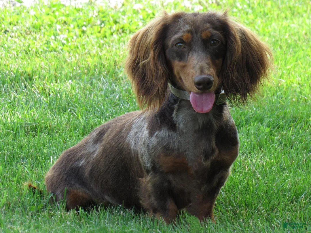Miniature Dachshund dogs for sale: Quincy - Ad 6