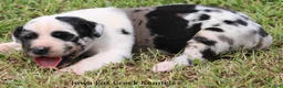 Great Dane dogs for sale: Great Dane 1 - Ad 7