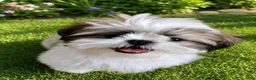Shih Tzu dogs for sale: Shih Tzu Puppy 1 - Ad 5