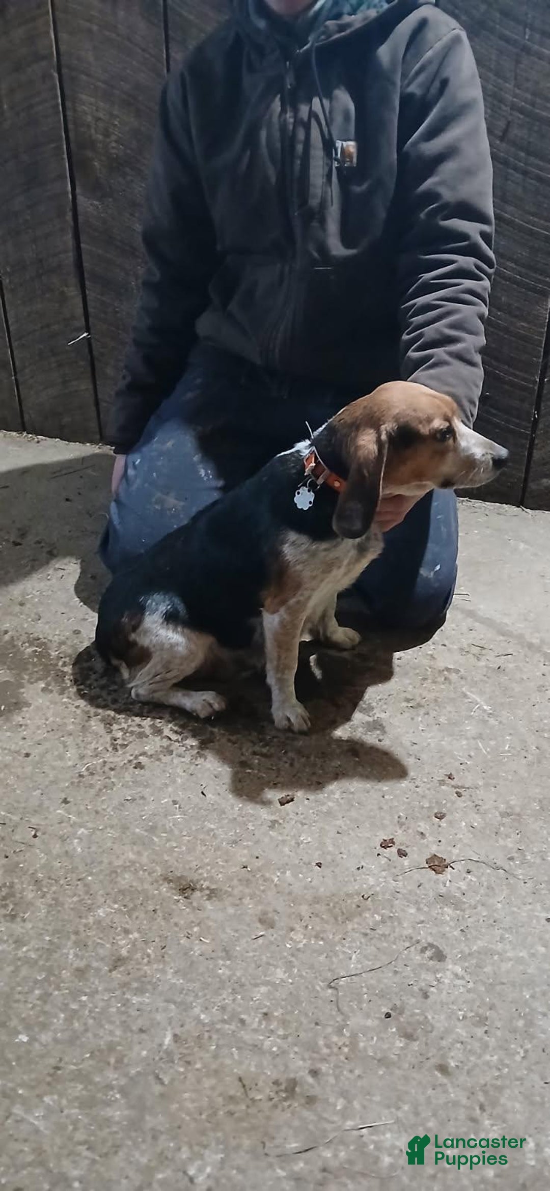 Beagle dogs for sale: Drew - Ad 6