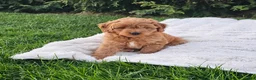 Mini Goldendoodle dogs for sale: Mini Goldendoodle Puppy 2 - Ad 3