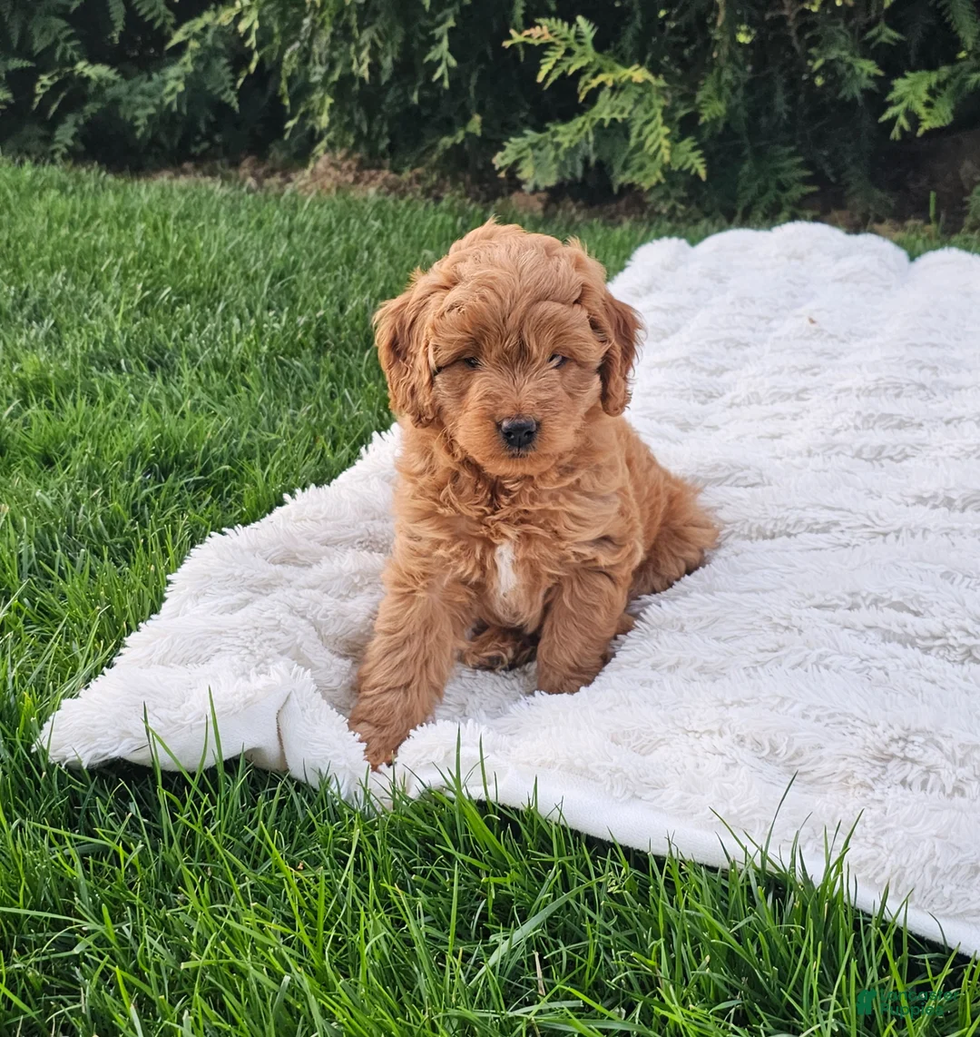 Mini Goldendoodle dogs for sale: Mini Goldendoodle Puppy 2 - Ad 3