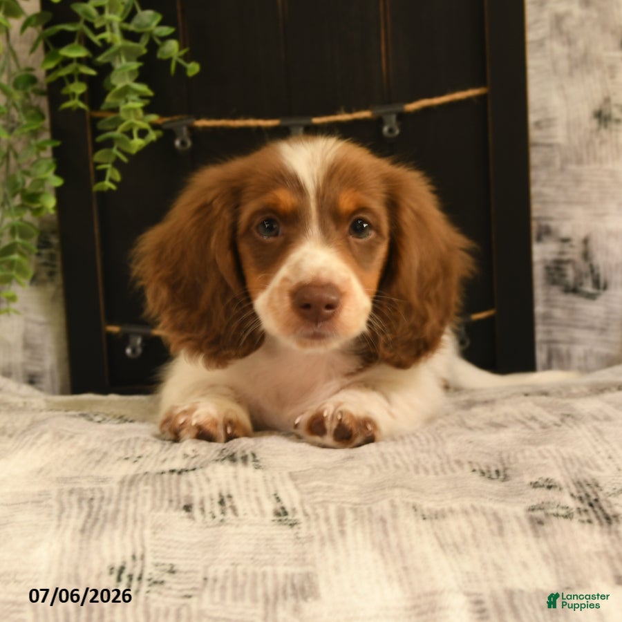 Dachshund dogs Tanner - Ad 1