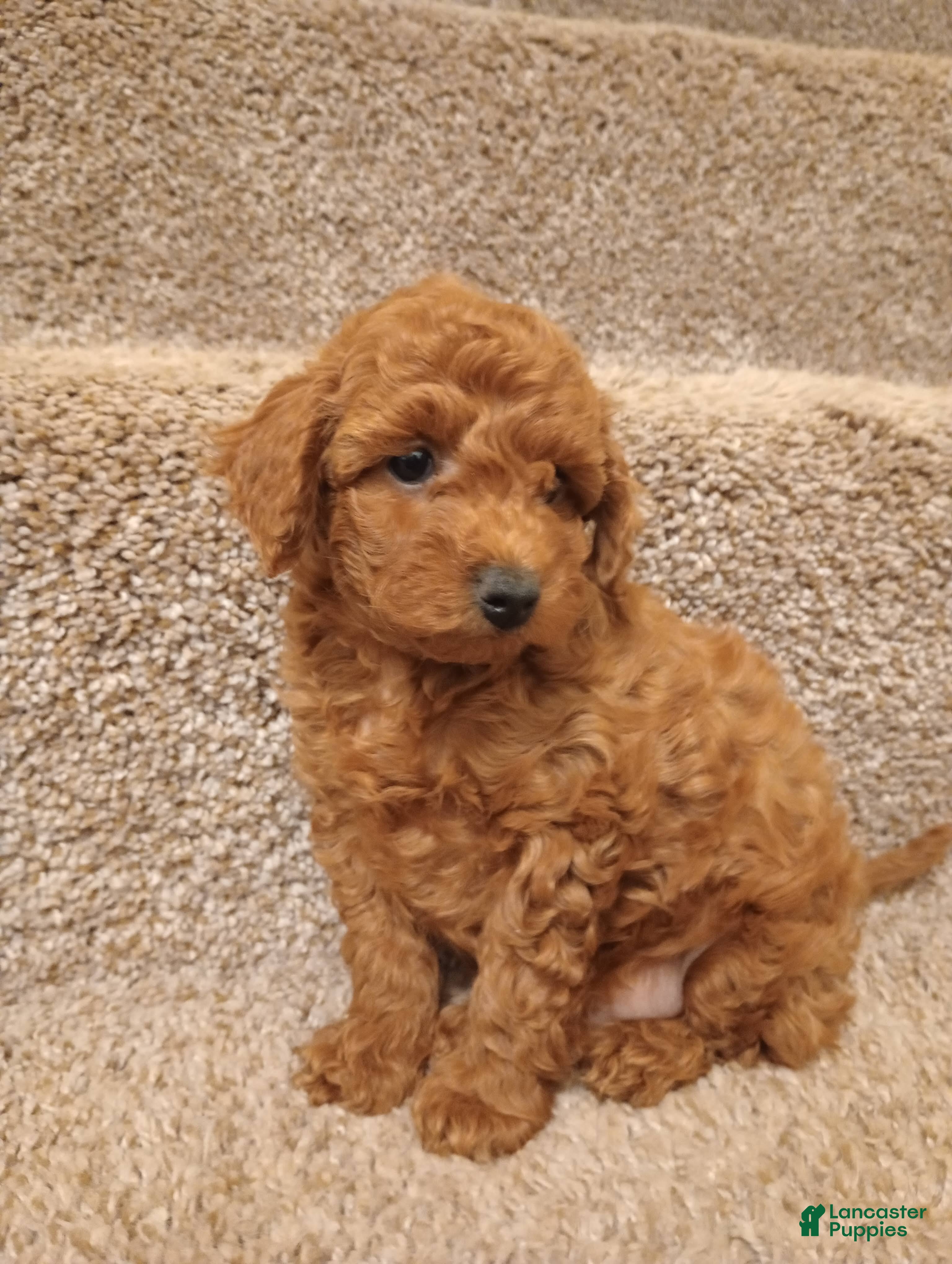 Toy Poodle dogs Precious  - Ad 1