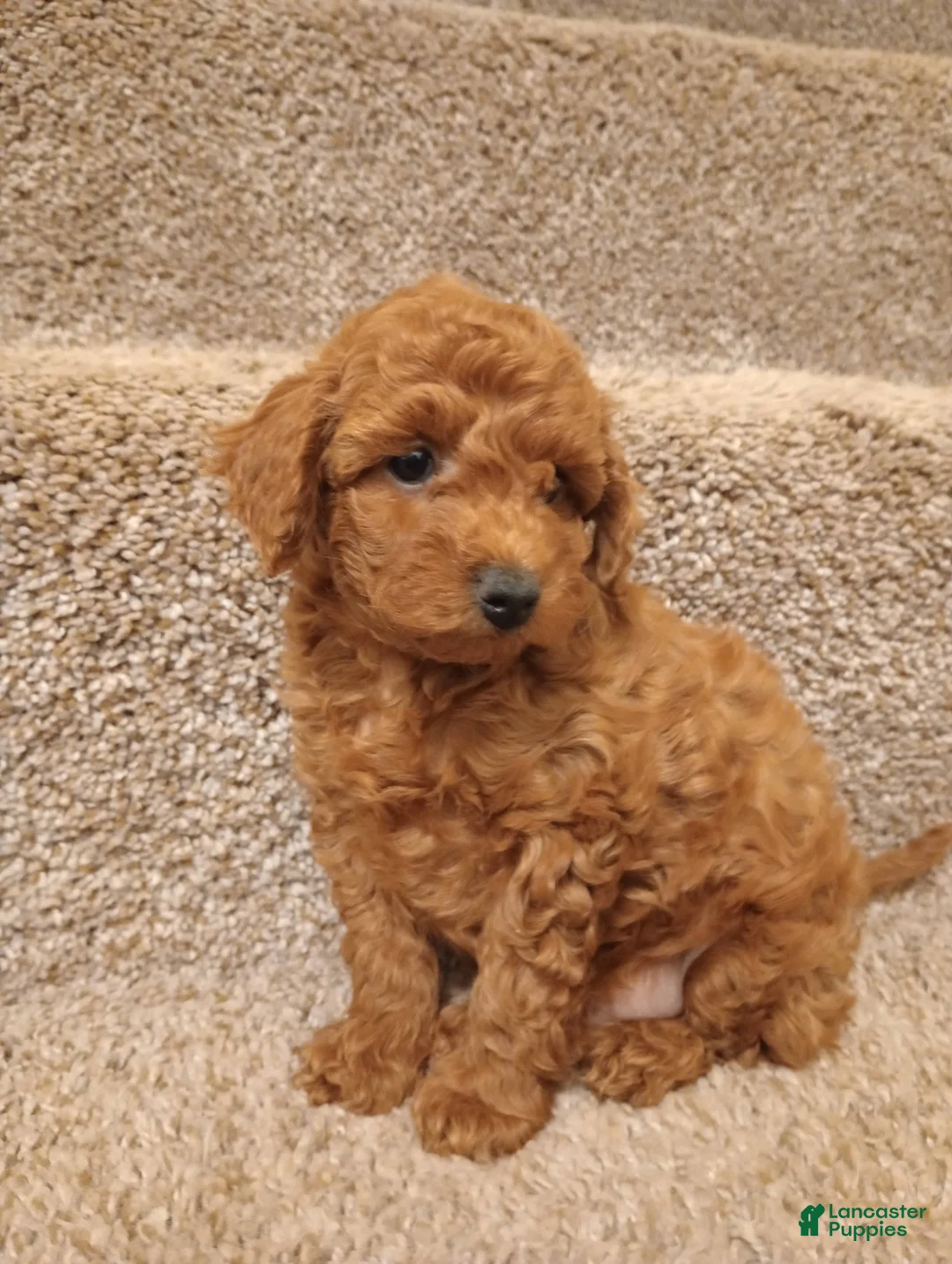 Toy Poodle dogs for sale: Precious  - Ad 1