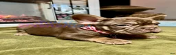 French Bulldog dogs for sale: Cinnamon - Ad 5