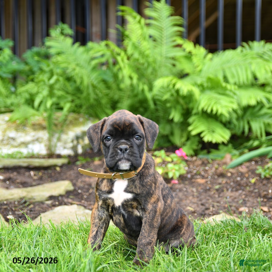 Boxer dogs Betty   - Ad 1