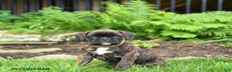 Boxer dogs for sale: Betty   - Ad 1