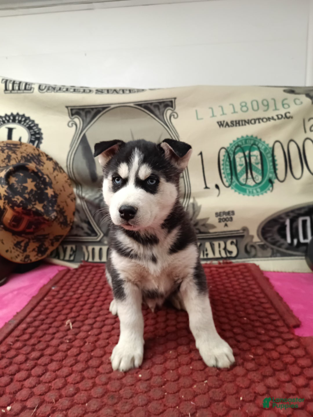 Siberian Husky dogs for sale: Andy  - Ad 2