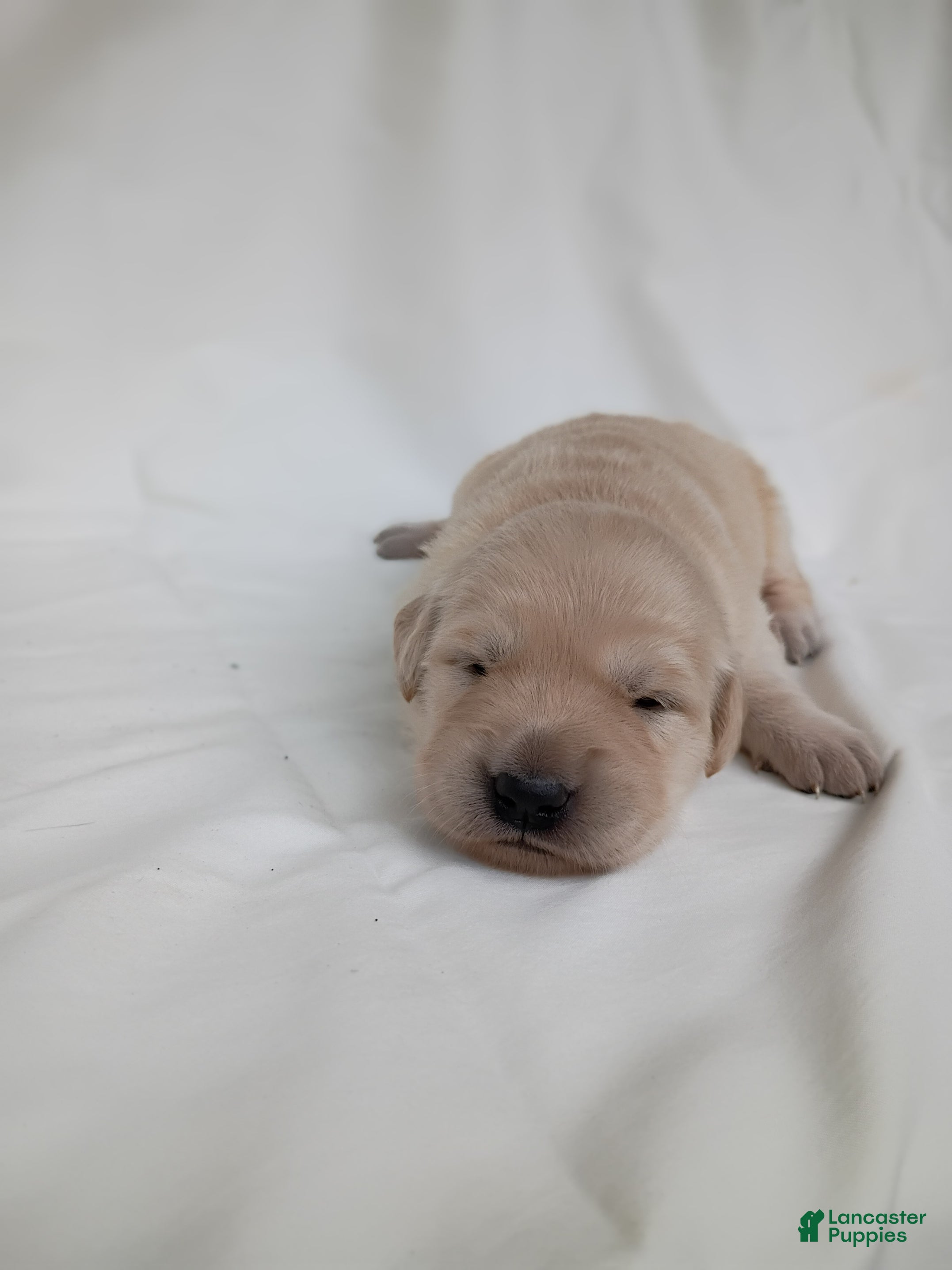 Golden Retriever dogs Golden Retriever 5 - Ad 1