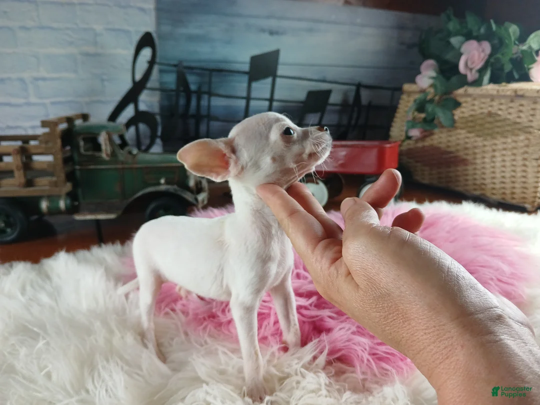 Chihuahua dogs for sale: Vanillas tiny white teacup girl. Hand Delivery  - Ad 2