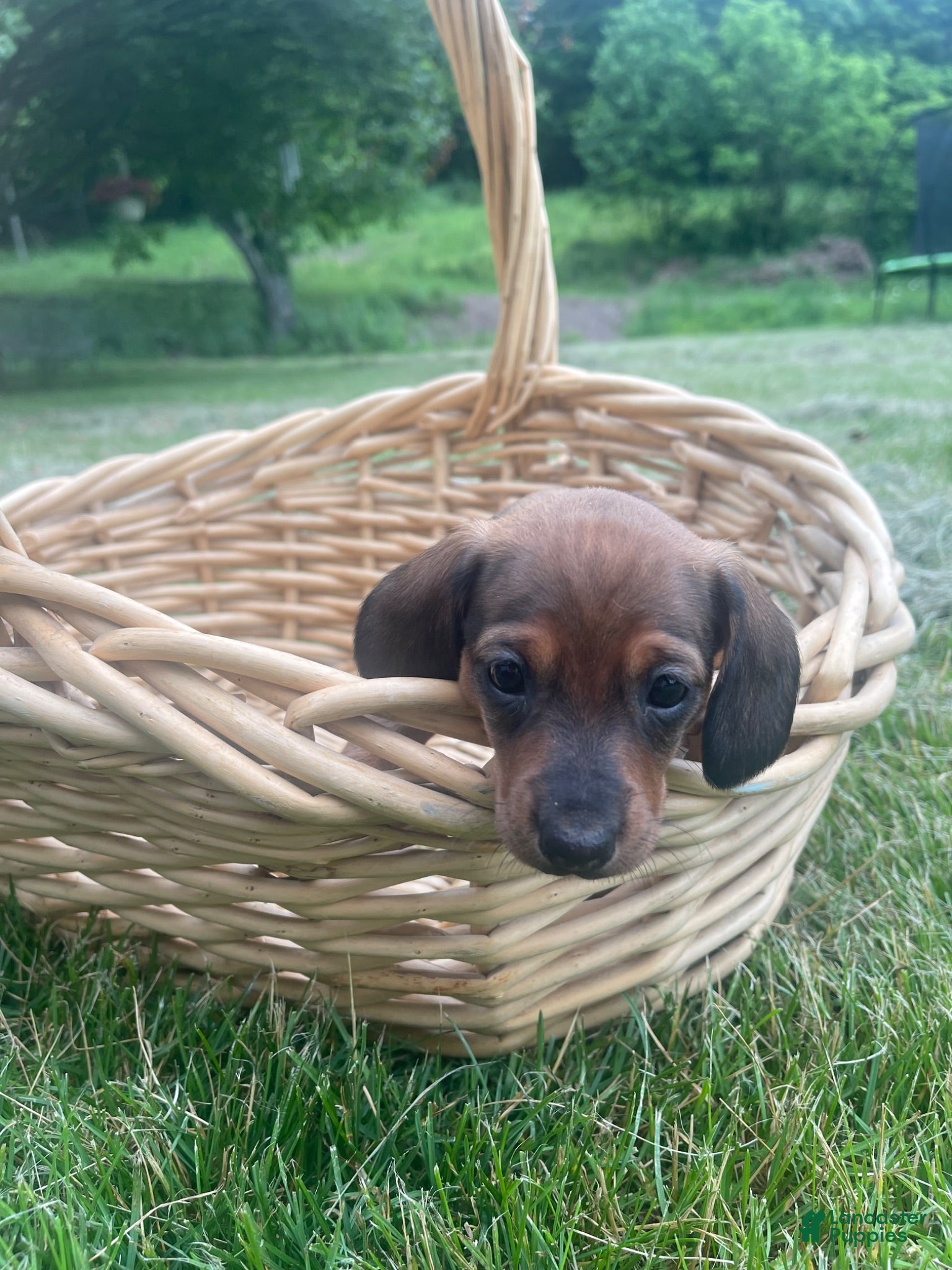 Miniature Dachshund dogs Hazel - Ad 1