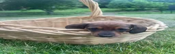 Miniature Dachshund dogs for sale: Hazelnut  - Ad 4