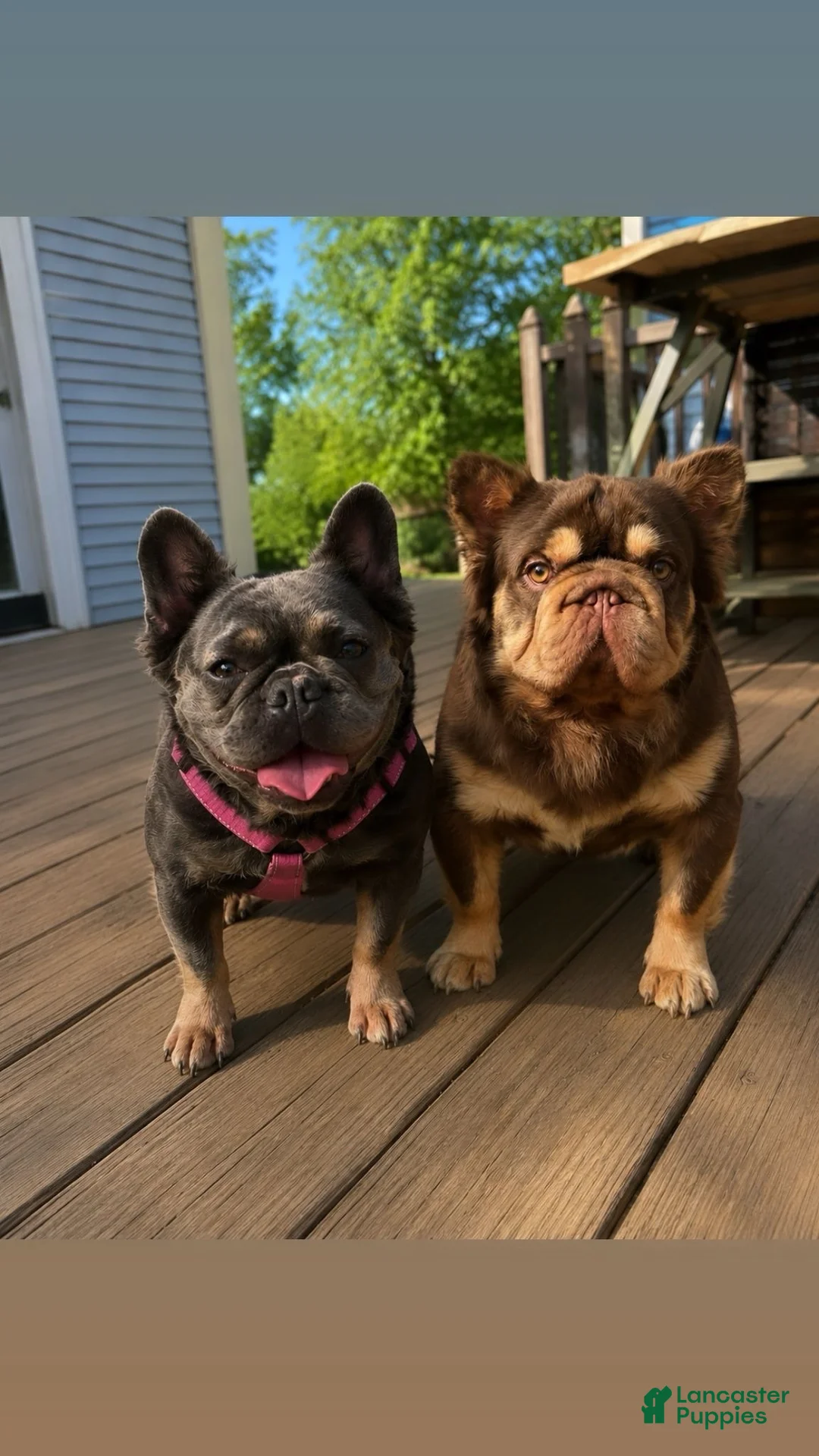 French Bulldog dogs for sale: Lux  - Ad 4
