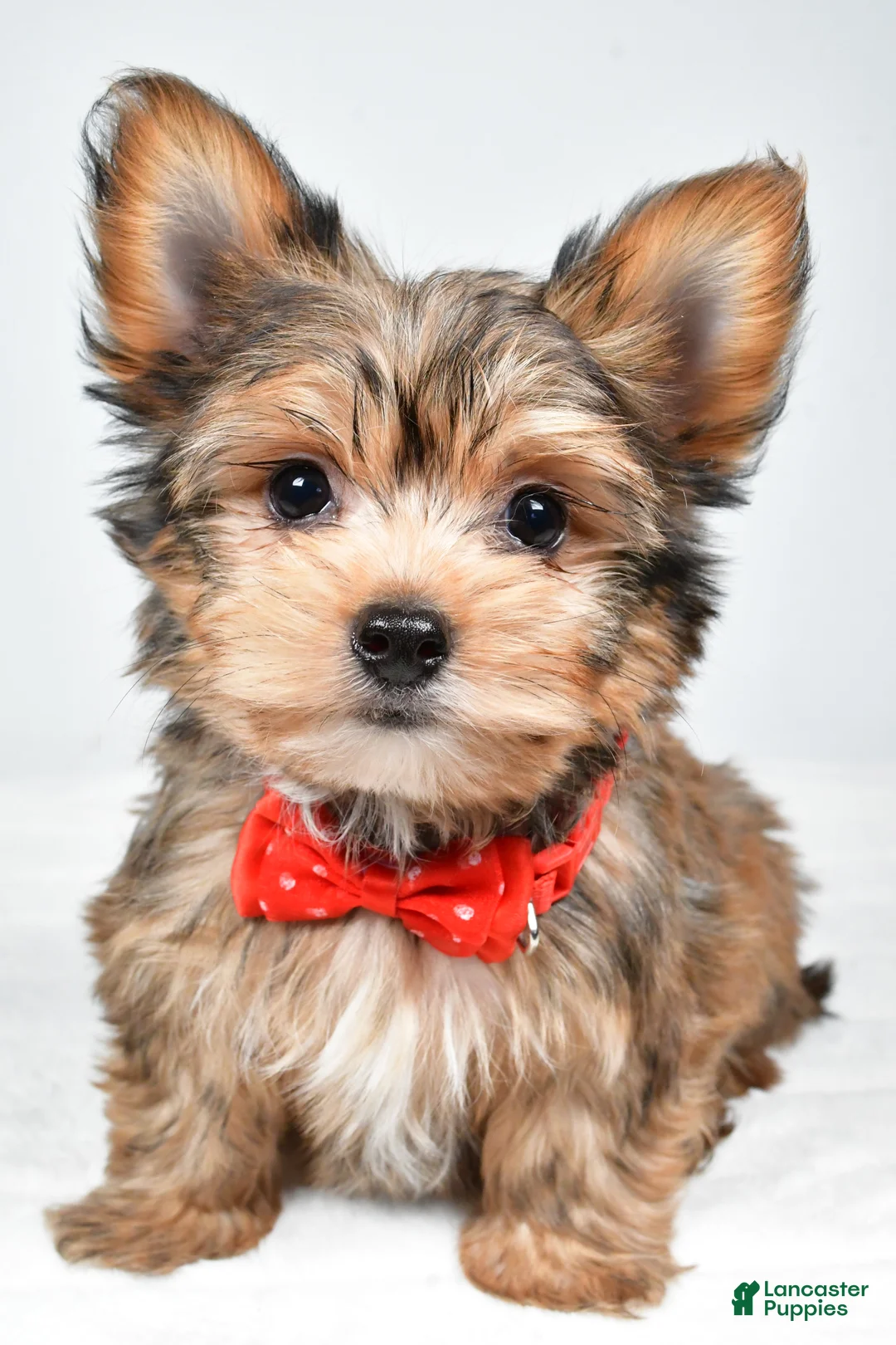 Yorkshire Terrier dogs for sale: Noah - Ad 8