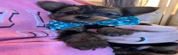 Yorkshire Terrier dogs for sale: Yorkshire Terrier Puppy 1 - Ad 4