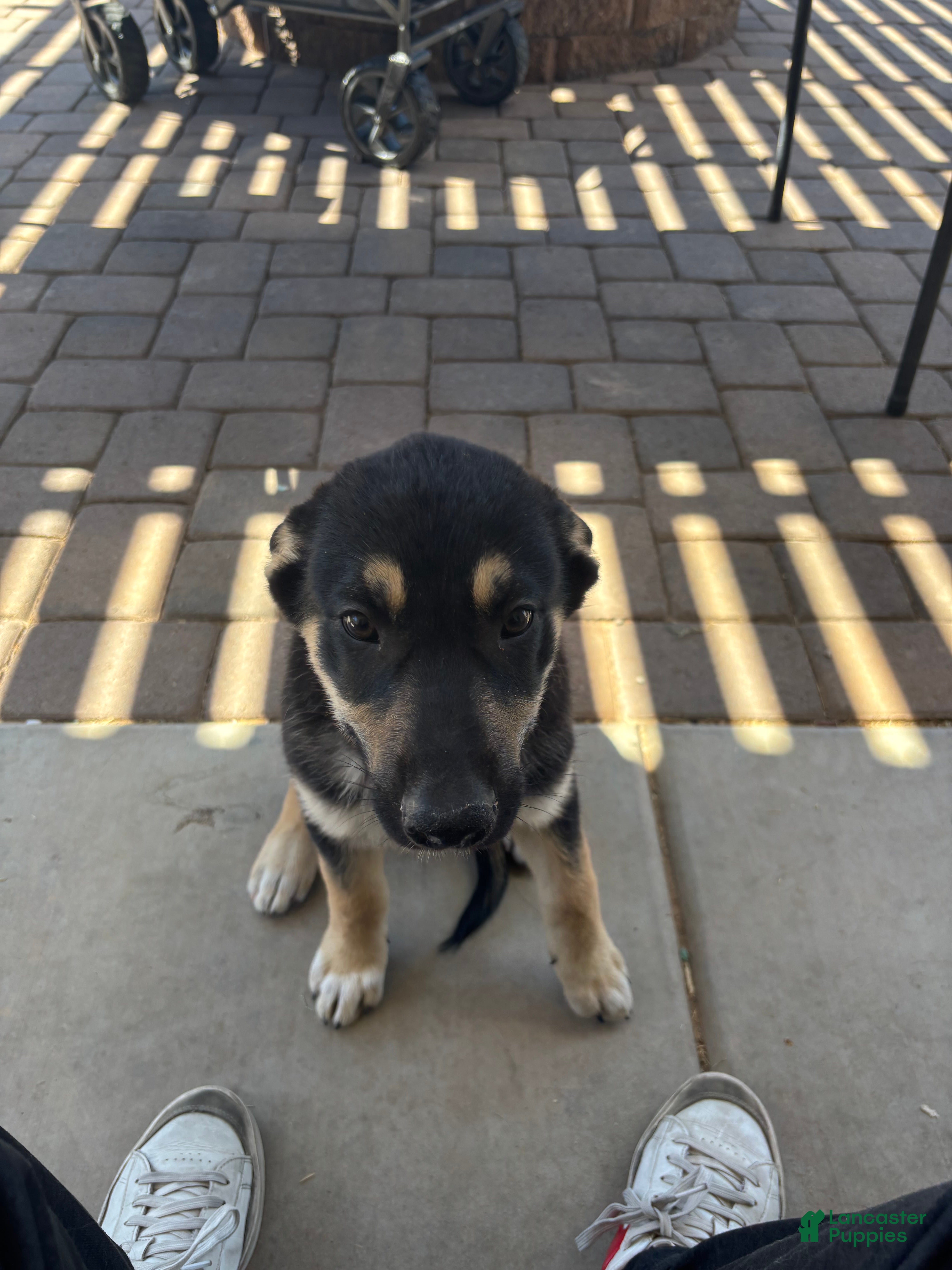 Gerberian Shepsky dogs Cheeks - Ad 4