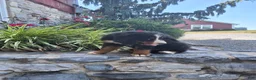 Bernese Mountain Dog dogs for sale: Bernese Mountain Dog 2 - Ad 2