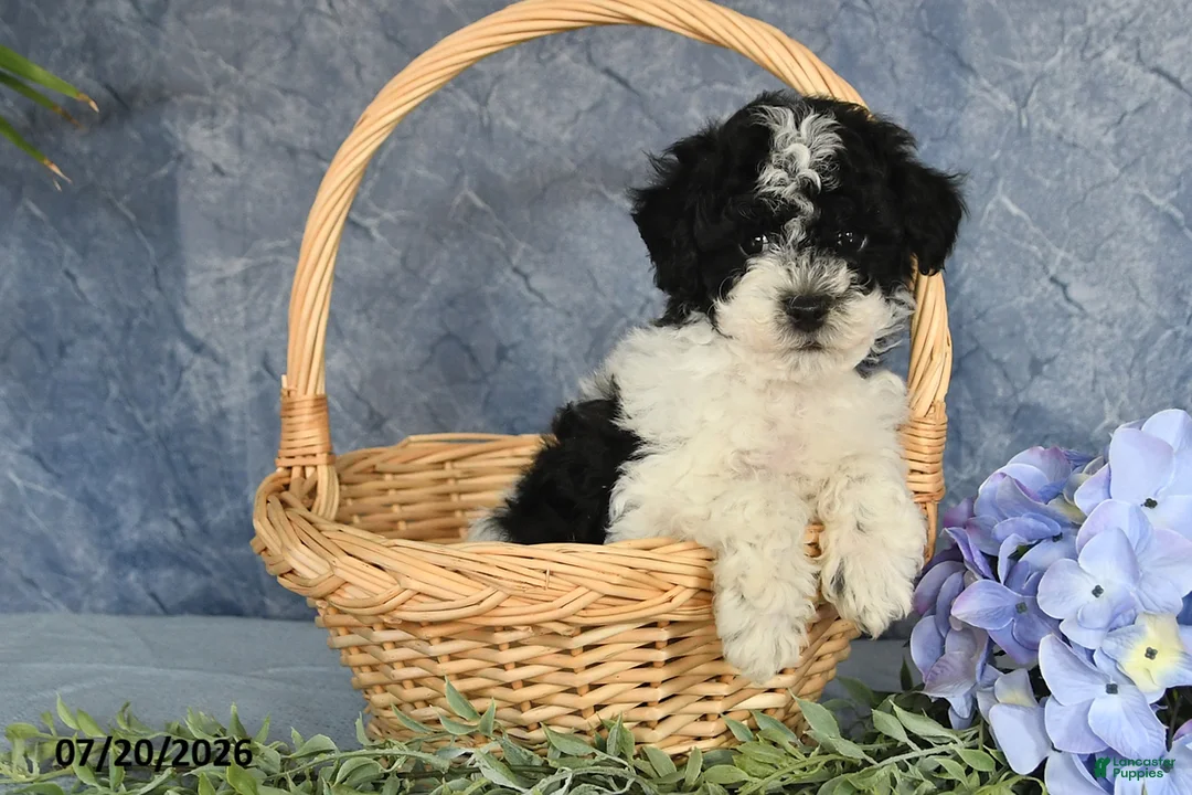 Havapoo dogs for sale: Oreo - Ad 1