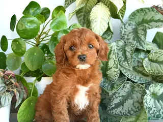 Cavapoo dogs for sale: Lisa - Ad 4