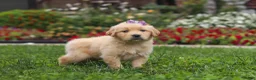 Golden Retriever dogs for sale: Becky - Ad 3