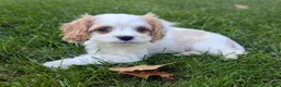 Cavapoo dogs for sale: Mr Colby - Ad 15