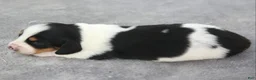 Dachshund dogs for sale: Black and Tan Piebald Male  - Ad 4