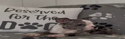 Boston Terrier dogs for sale: Avy - Ad 3