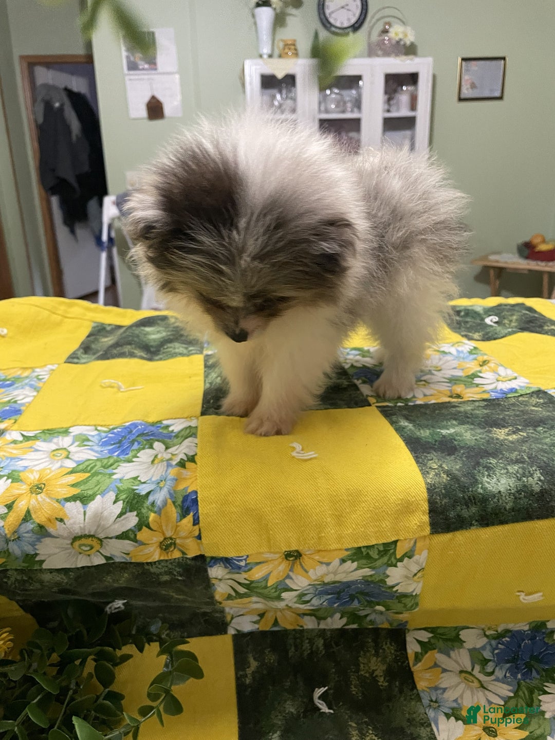 Pomeranian dogs for sale: Pomeranian Puppy 3 Rylan - Ad 2