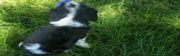 Cavalier King Charles Spaniel dogs for sale: Dotsn 🐾 - Ad 10